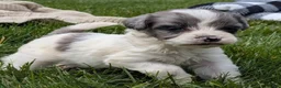 Havapoo dogs for sale: Harper - Ad 1