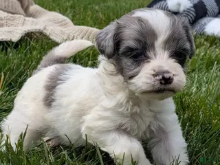 Havapoo dogs for sale: Harper - Ad 3