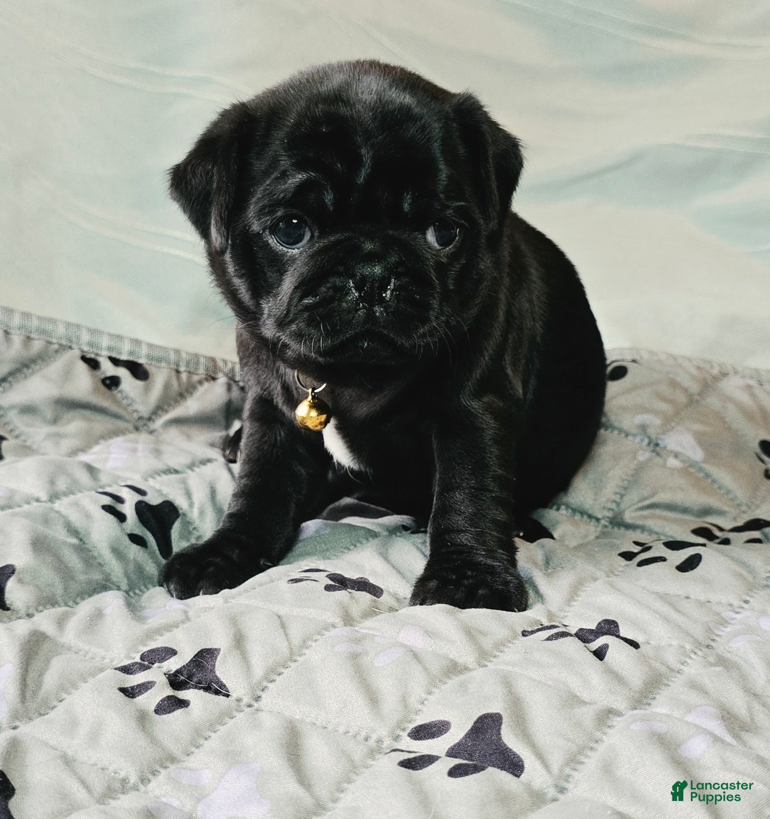 Pug dogs Brittney - Ad 2