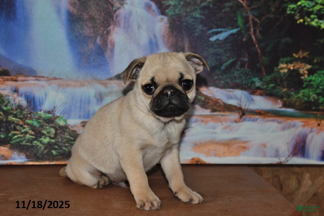 Pug dogs for sale: Rusty - Ad 4