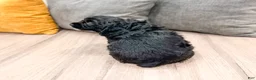 Cocker Spaniel dogs for sale: Hazel - Ad 5