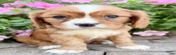 Cavalier King Charles Spaniel dogs for sale: Mario Male AKC Cavalier - Ad 7