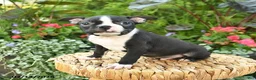 Boston Terrier dogs for sale: Benett - Ad 5
