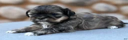 Shih Tzu dogs for sale: Jo-Jo - Ad 1