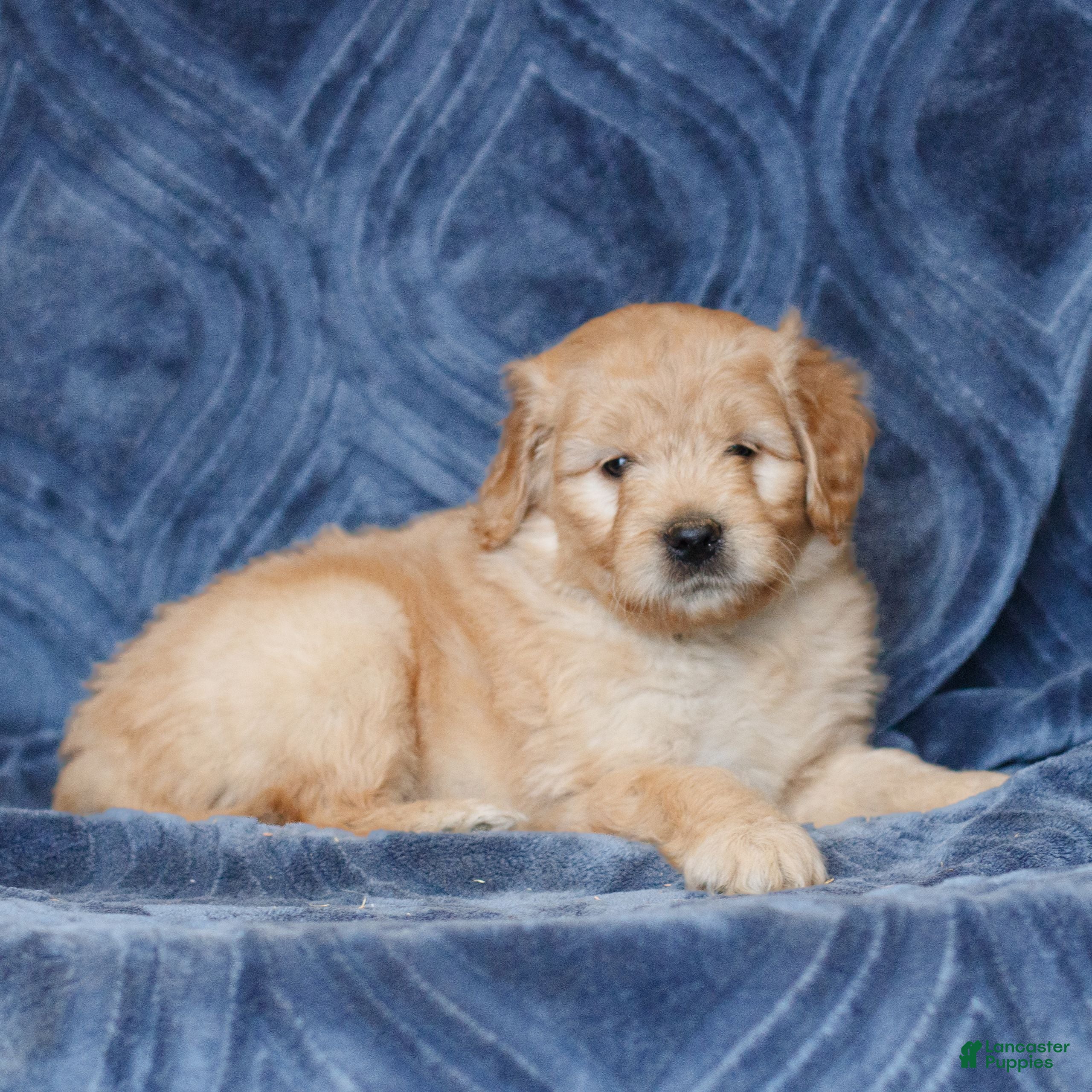 Mini Goldendoodle dogs Kendall  - Ad 2