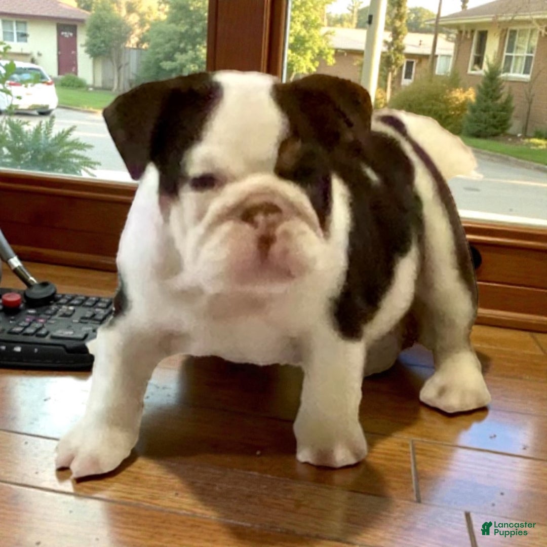 English Bulldog dogs for sale: Bubba - Ad 4