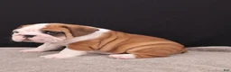 English Bulldog dogs for sale: Thor - Ad 16