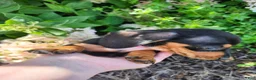 Miniature Dachshund dogs for sale: Zella - Ad 3