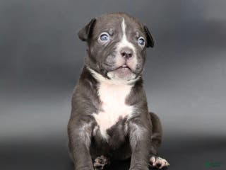American Bully dogs Amora - Ad 30