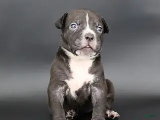 American Bully dogs Amora - Ad 5