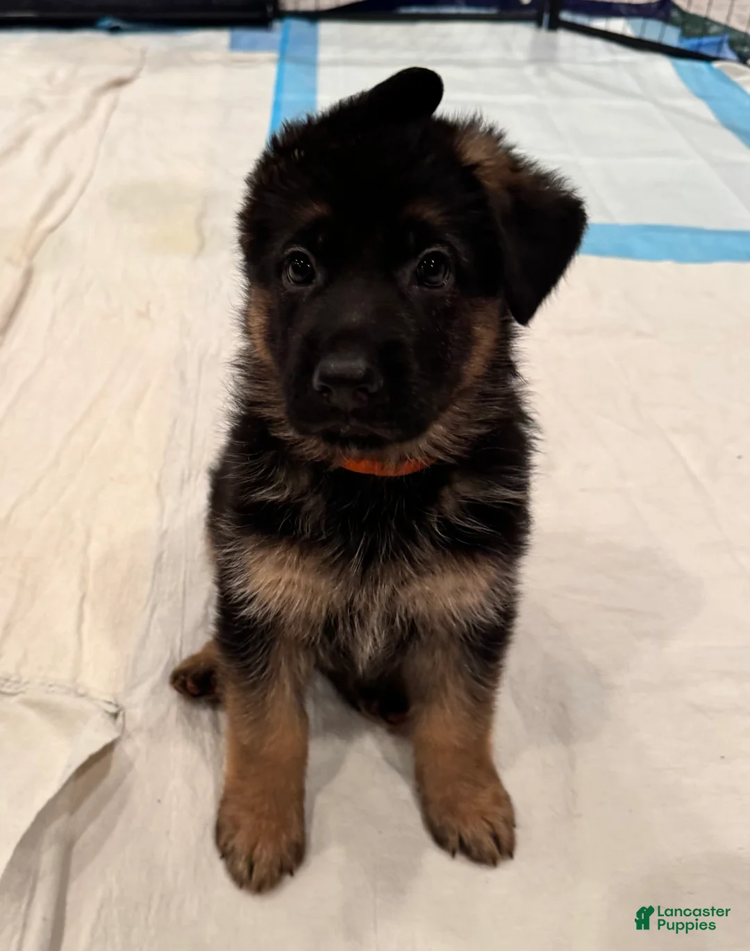 German Shepherd dogs for sale: German Shepherd Puppy 2 - Ad 4