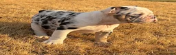 English Bulldog dogs for sale: Cupcakes - Ad 3