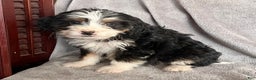Bernedoodle dogs for sale: Jenna - Ad 2