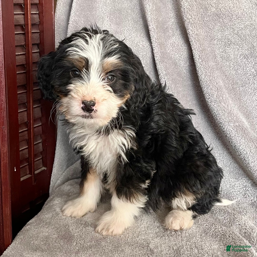 Bernedoodle dogs for sale: Jenna - Ad 2