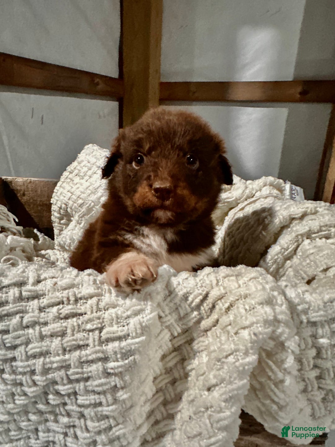 Aussiedoodle dogs for sale: Darla - Ad 1