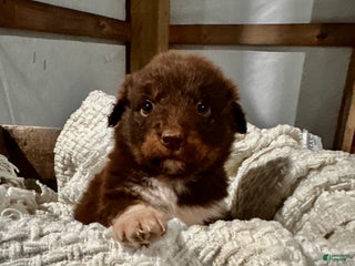 Aussiedoodle dogs Darla - Ad 28