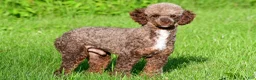 Miniature Poodle dogs for sale: Tate - Ad 7