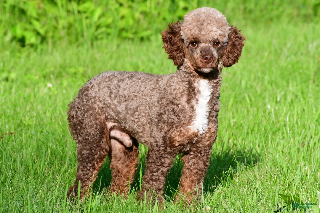 Miniature Poodle dogs for sale: Tate - Ad 7