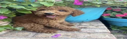 Miniature Labradoodle dogs for sale: Clover - Ad 4