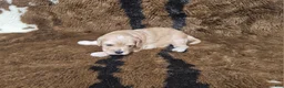 Cavapoo dogs for sale: F1 Athena - Ad 2