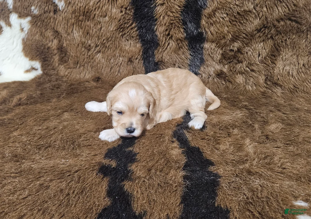 Cavapoo dogs for sale: F1 Athena - Ad 2