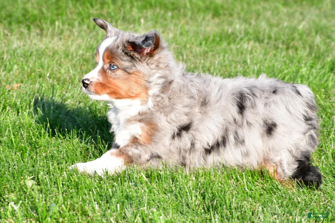 Miniature Australian Shepherd dogs for sale: Andre - Ad 16