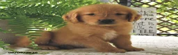 Golden Retriever dogs for sale: Dreamy - Ad 4
