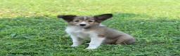 Shetland Sheepdog dogs for sale: Bingo - Ad 1