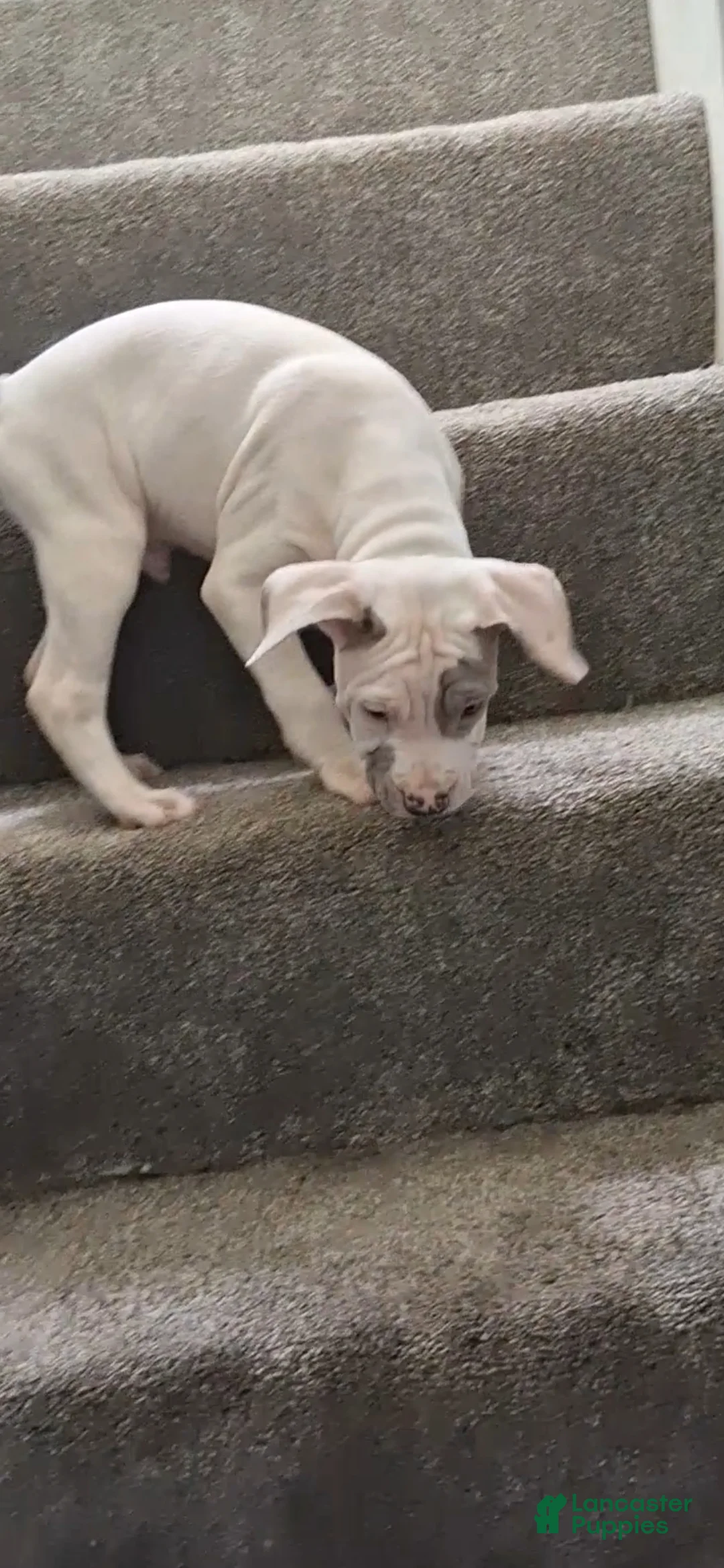 American Bully dogs for sale: American Bully Puppy 3 - Ad 1