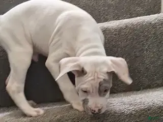 American Bully dogs American Bully Puppy 3 - Ad 33