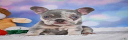 French Bulldog dogs for sale: Daffidill - Ad 10