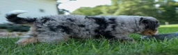 Mini Bernedoodle dogs for sale: 🐾 Peaches 🐾 - Ad 13