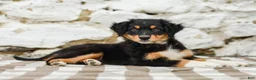 Australian Shepherd dogs for sale: Tessa - Ad 6