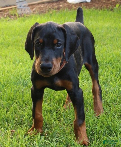 Doberman Pinscher dogs Olive - Ad 1