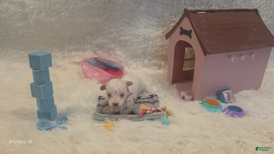 Yorkiepoo dogs for sale: Yorkiepoo 1 - Ad 2
