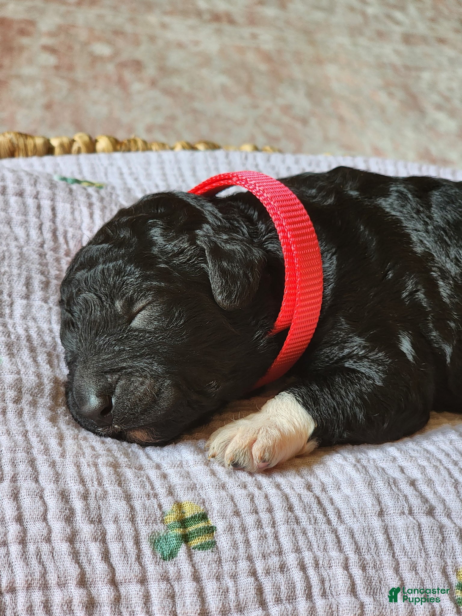 Mixed Breed dogs Stella - Ad 15