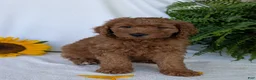 Goldendoodle dogs for sale: Lolly  - Ad 4