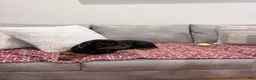Rottweiler dogs for sale: Dark Pink collar girl - Ad 9