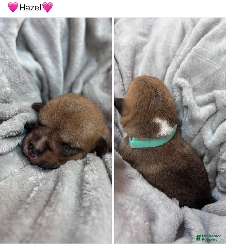 Mixed Breed dogs Hazel_Female - Ad 42