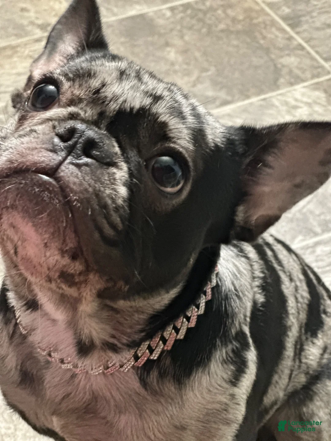 French Bulldog dogs for sale: French Bulldog 4 - Ad 2