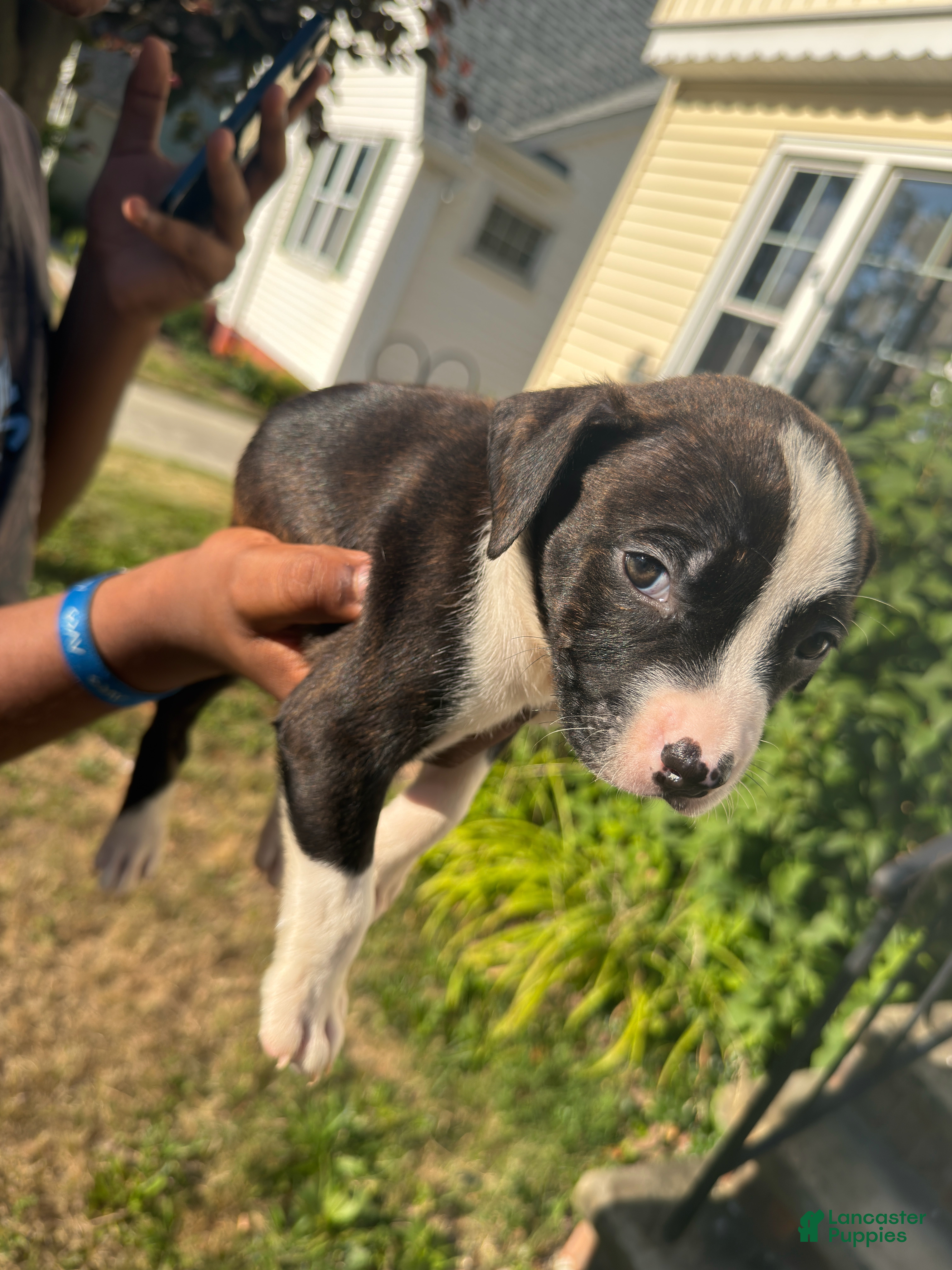 American Pit Bull Terrier dogs Winston (boy)  - Ad 2