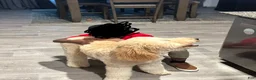 Goldendoodle dogs for sale: Teddy - Ad 2