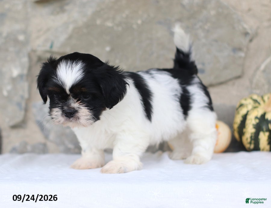 Shih Tzu dogs Paxton - Ad 2