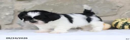 Shih Tzu dogs for sale: Paxton - Ad 2