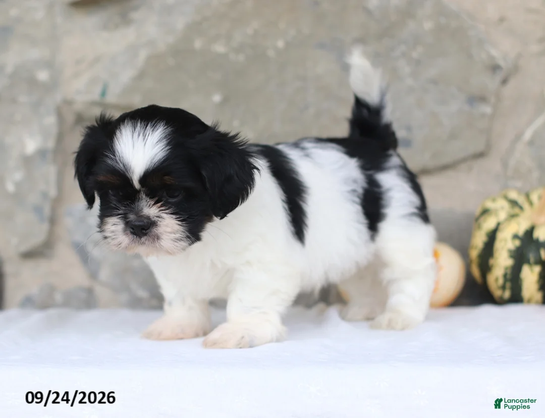 Shih Tzu dogs for sale: Paxton - Ad 2