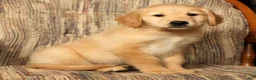Golden Retriever dogs for sale: Teddy - Ad 2