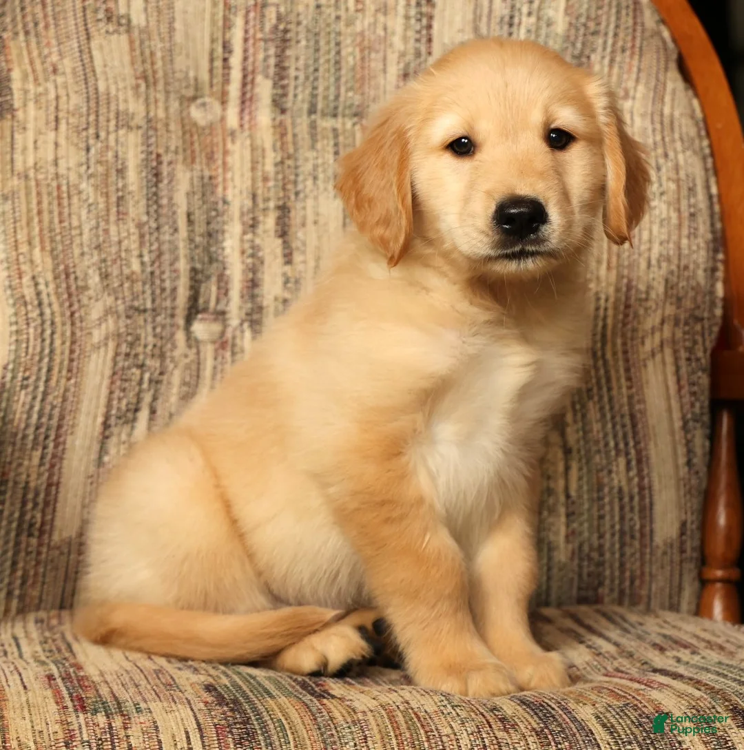Golden Retriever dogs for sale: Teddy - Ad 2