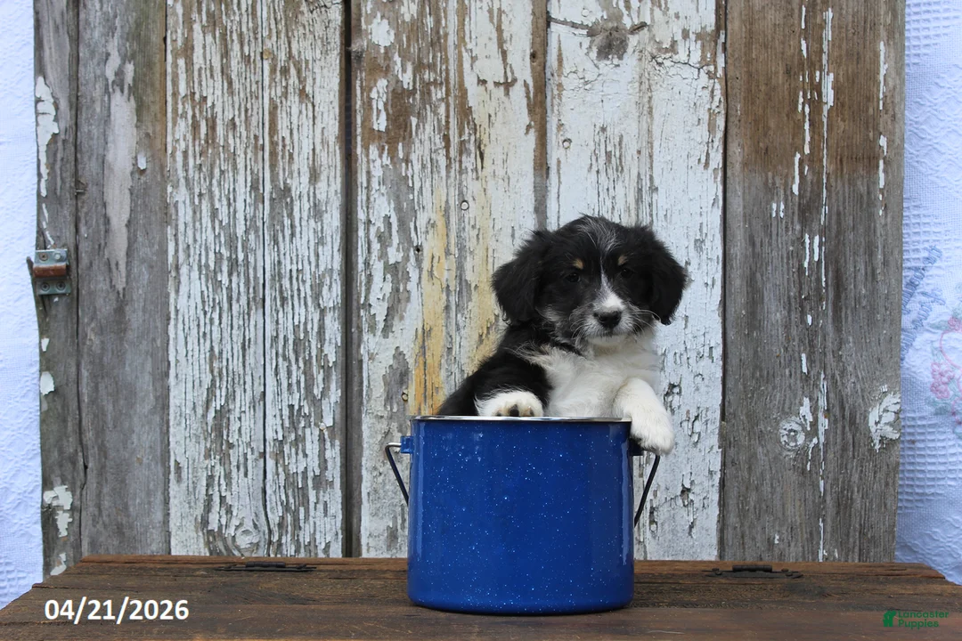 Corgipoo dogs for sale: Wiley - Ad 3