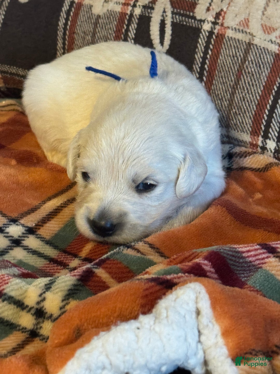 Golden Retriever dogs for sale: Blue male - Lindy  - Ad 4