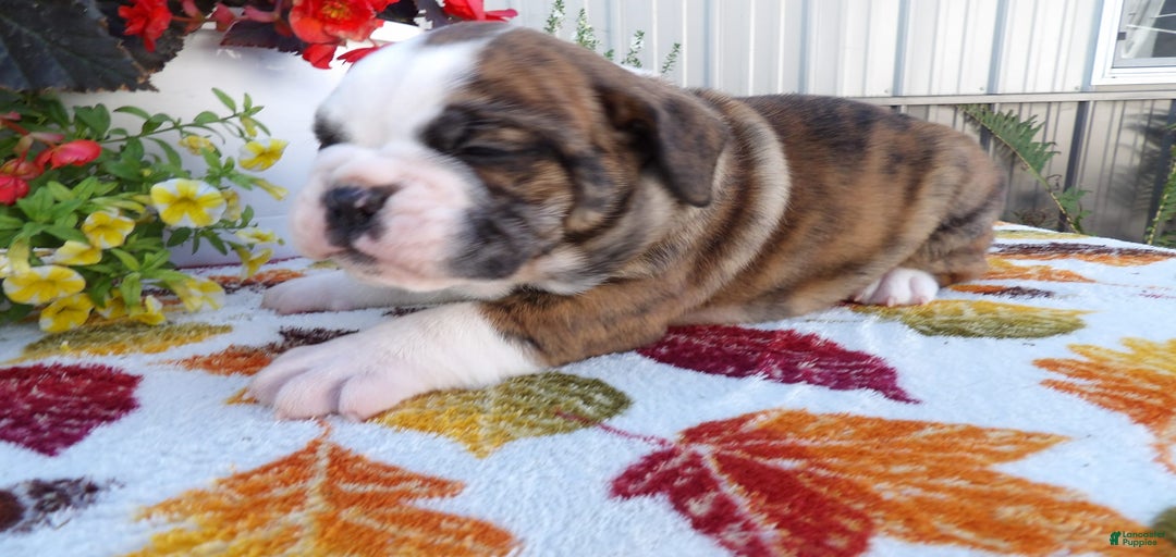 Gallery Image {{count}}